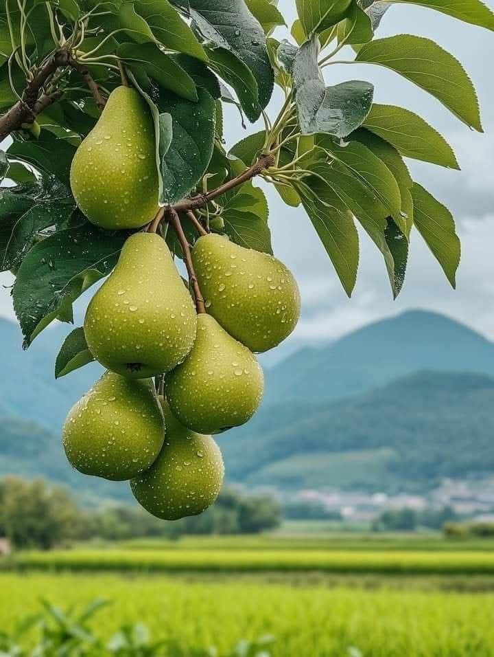 Mangoes